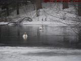 Frigid Elginwood Pond With Swans, Peabody, Massachusetts