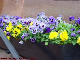 Purple and Yellow Pansies Flower Box, Comm. Ave.