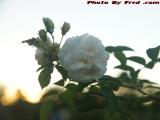 Late Season White Rose Against Sunset Sky, Peabody