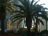 Palms in Winter Afternoon Sun, Las Vegas, Nevada