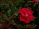 A Rose and Its Friend, Dorchester, Massachusetts