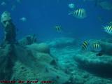 Swimming Fish and Sunken Artifacts, Cozumel, Mexico