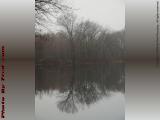 Reflected Trees in Light Fog, Devil's Dishfull Pond