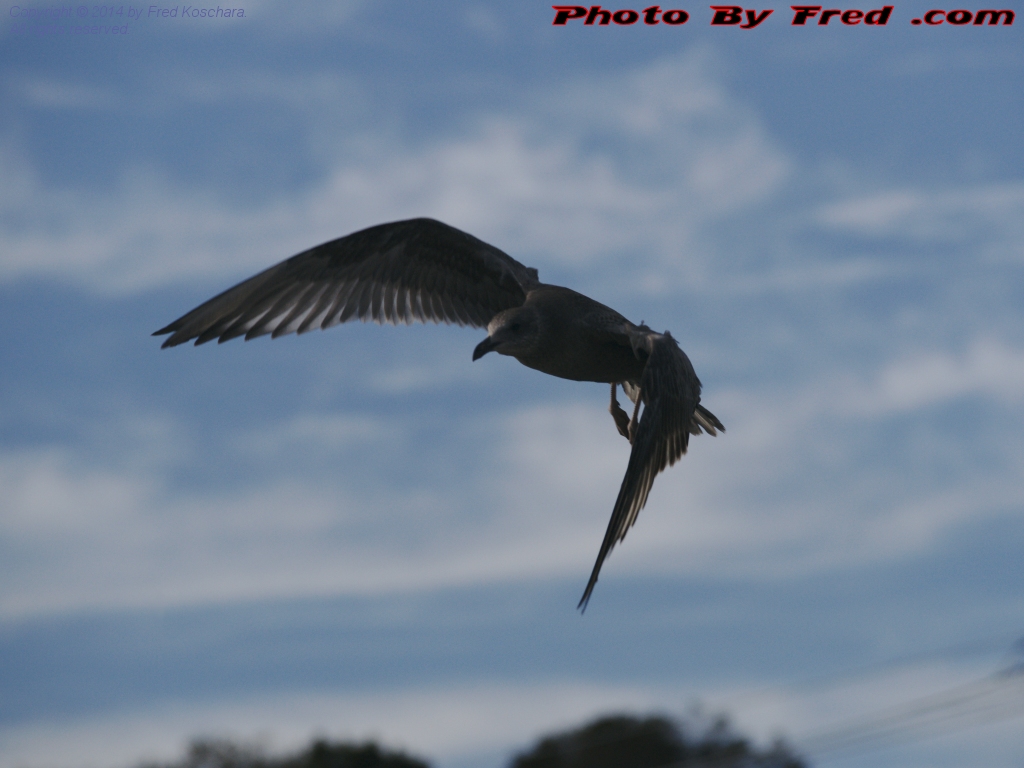 Gull Swooping In For The Kill, Marblehead, Massachusetts, photo by Fred Koschara, displayed Sept. 10, 2014 on PhotoByFred.com