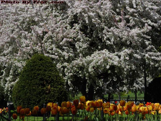Yellow Tulips, White Cherries, Boston Public Garden