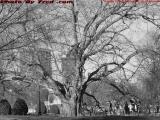 Tree Study, Early Spring, Boston Public Gardens