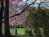 Blooms and Guitar, Boston Public Gardens