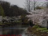 River and Cherry Blossoms, Esplanade