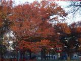 Orange Foliage at Sunset, Esplanade