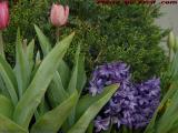 Evening Spring Flowers, near Symphony Hall, Boston