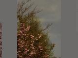 Buds and Blooms Breaking Out, Commonwealth Avenue