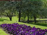 Purple Spring Pansies, Boston Public Garden