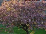 Morning Cherry Blooms, East Boston