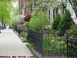 Trim Spring Perspective, Commonwealth Avenue, Boston