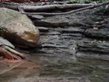 Shallow Pool, House Gully, Groveland, NY