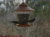 Feeding Birds, Groveland, NY