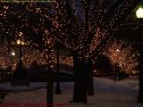 Lighted Trees, Comm. Ave. Inbound at Kenmore Square