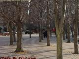 Winter Treescape, Christian Science Plaza, Boston
