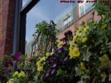 Window Basket with Pansies and Reflections, Fairfield St.