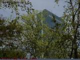 John Hancock Tower Through Spring Leaves, Fairfield St.