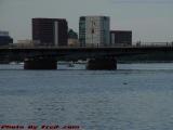 Lone Duck, Charles River near Mass. Ave, Esplanade
