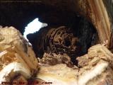 Hollow Stump, Esplanade near Boston University