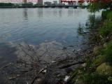 "... That Dirty Water ..." Charles River, Boston