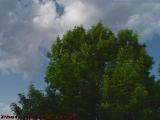 Tree Crown With Clouds, Esplanade