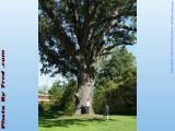 Big Tree Park, Leicester, NY