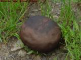Brain Mushroom, Groveland, NY
