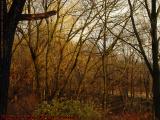Sunset's Tangled Branches, Groveland, NY
