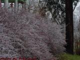 Iced Bushes, Groveland, NY