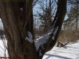 Snowy Tree Crotch, Groveland, NY