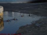 Ducks and Melting Ice, Lechmere Canal at Cambridgeside