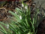 Snowdrops, Groveland, NY