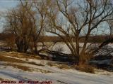Still Life of Trees and Snow, Groveland, NY