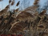 Wintered Grass Seed Heads, Groveland, NY