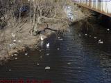 Paused With Ducks and Geese, from Boston University Bridge