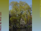 Spring Willow, Boston Public Gardem