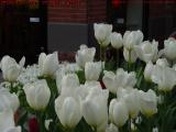 White Tulips, Newbury Street, Boston