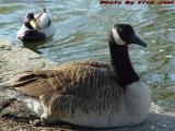 Duck and Goose, Boston Public Gardens