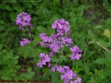 Sweet Rocket Blooms, Groveland, NY