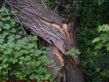 Twister Damage, Groveland, NY