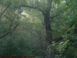 Hazy Morning Sunbeams, Groveland, NY