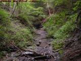 Last of the Day's Rays at the Gully Floor, Groveland, NY