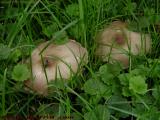 Mushrooms and Cricket, Groveland, NY