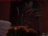 Dusk Autumn Flowers, Saint Cecilia Church, Boston