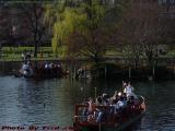 Early Spring Swan Boats, Boston Public Garden