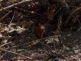 Robin Hunting Worms, UMass Campus, Worcester, Mass.