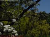 Green Explosion - Early Spring Leaves and Flowers